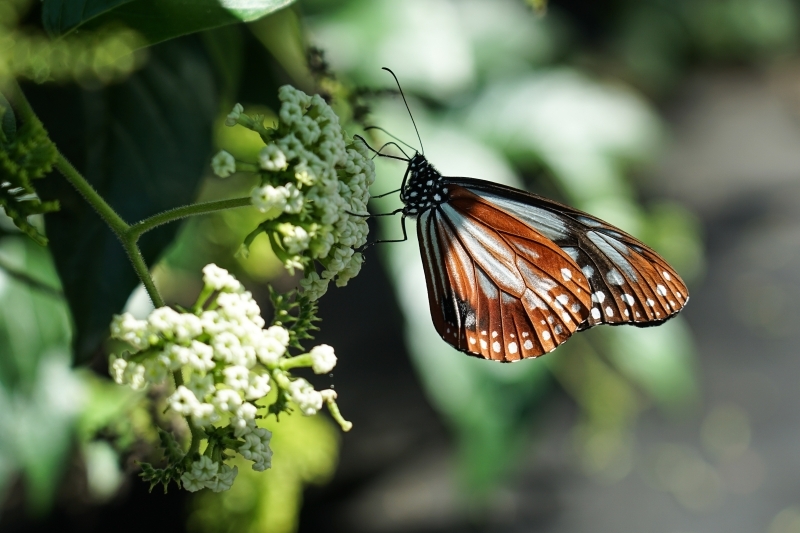 跳躍的宅男 - [花蓮旅遊景點推薦] 蝴蝶翩翩起舞超美麗 台灣最大蝴蝶生態館 花蓮免費景點 三大園區二個主題館 預約專人導覽 親子旅遊可安排在太魯閣一日遊 -亞泥生態園區