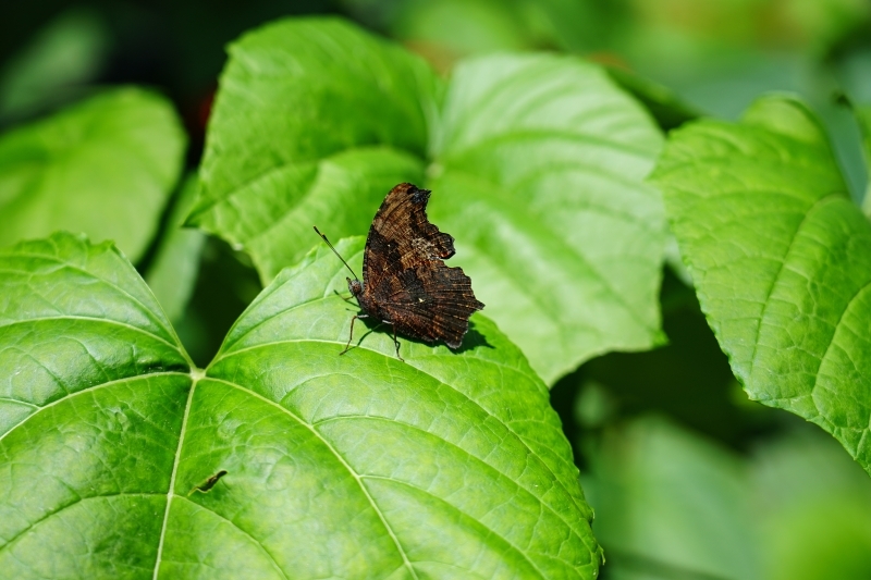 跳躍的宅男 - [花蓮旅遊景點推薦] 蝴蝶翩翩起舞超美麗 台灣最大蝴蝶生態館 花蓮免費景點 三大園區二個主題館 預約專人導覽 親子旅遊可安排在太魯閣一日遊 -亞泥生態園區