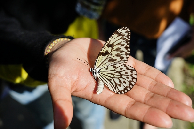 跳躍的宅男 - [花蓮旅遊景點推薦] 蝴蝶翩翩起舞超美麗 台灣最大蝴蝶生態館 花蓮免費景點 三大園區二個主題館 預約專人導覽 親子旅遊可安排在太魯閣一日遊 -亞泥生態園區