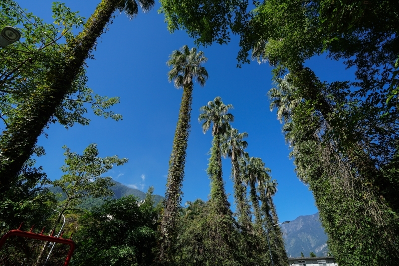 跳躍的宅男 - [花蓮旅遊景點推薦] 蝴蝶翩翩起舞超美麗 台灣最大蝴蝶生態館 花蓮免費景點 三大園區二個主題館 預約專人導覽 親子旅遊可安排在太魯閣一日遊 -亞泥生態園區
