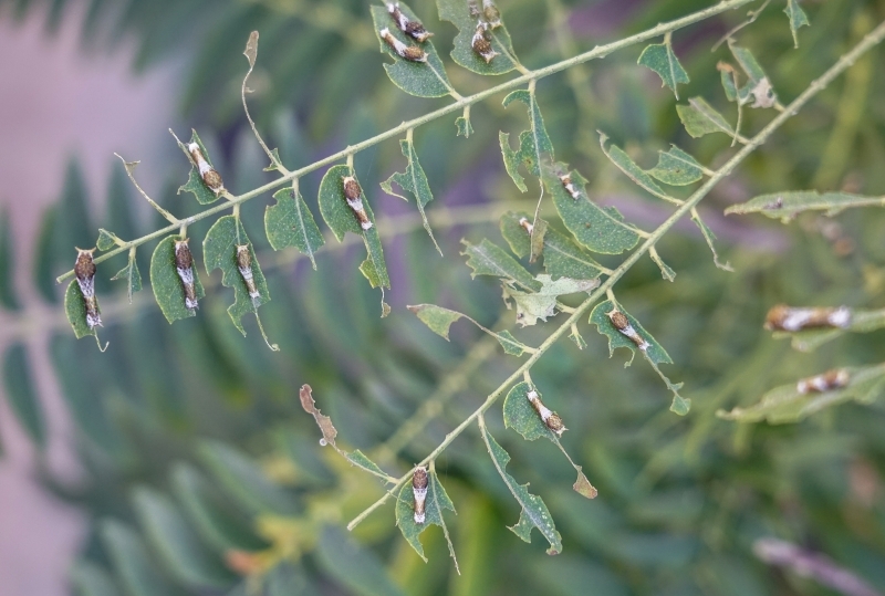 跳躍的宅男 - [花蓮旅遊景點推薦] 蝴蝶翩翩起舞超美麗 台灣最大蝴蝶生態館 花蓮免費景點 三大園區二個主題館 預約專人導覽 親子旅遊可安排在太魯閣一日遊 -亞泥生態園區