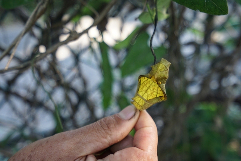 跳躍的宅男 - [花蓮旅遊景點推薦] 蝴蝶翩翩起舞超美麗 台灣最大蝴蝶生態館 花蓮免費景點 三大園區二個主題館 預約專人導覽 親子旅遊可安排在太魯閣一日遊 -亞泥生態園區