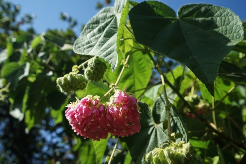 跳躍的宅男 - [花蓮旅遊景點推薦] 蝴蝶翩翩起舞超美麗 台灣最大蝴蝶生態館 花蓮免費景點 三大園區二個主題館 預約專人導覽 親子旅遊可安排在太魯閣一日遊 -亞泥生態園區