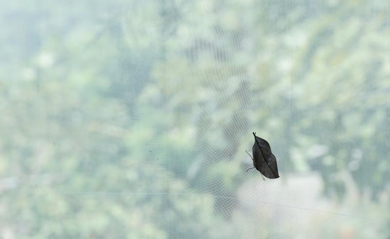跳躍的宅男 - [花蓮旅遊景點推薦] 蝴蝶翩翩起舞超美麗 台灣最大蝴蝶生態館 花蓮免費景點 三大園區二個主題館 預約專人導覽 親子旅遊可安排在太魯閣一日遊 -亞泥生態園區