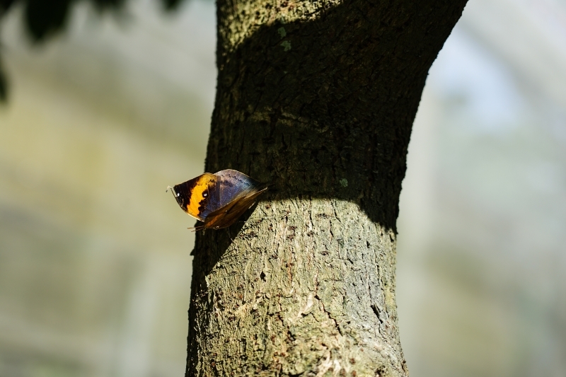 跳躍的宅男 - [花蓮旅遊景點推薦] 蝴蝶翩翩起舞超美麗 台灣最大蝴蝶生態館 花蓮免費景點 三大園區二個主題館 預約專人導覽 親子旅遊可安排在太魯閣一日遊 -亞泥生態園區