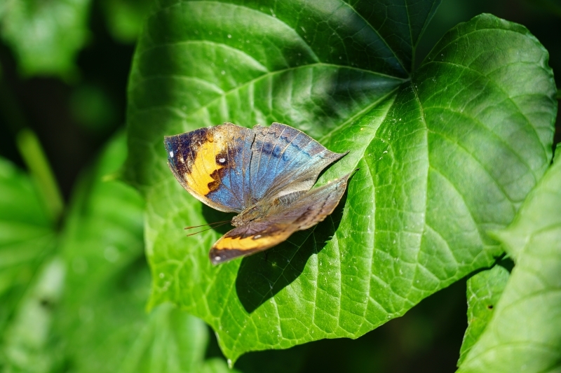 跳躍的宅男 - [花蓮旅遊景點推薦] 蝴蝶翩翩起舞超美麗 台灣最大蝴蝶生態館 花蓮免費景點 三大園區二個主題館 預約專人導覽 親子旅遊可安排在太魯閣一日遊 -亞泥生態園區