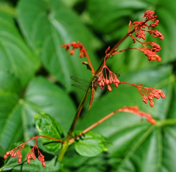 跳躍的宅男 - [花蓮旅遊景點推薦] 蝴蝶翩翩起舞超美麗 台灣最大蝴蝶生態館 花蓮免費景點 三大園區二個主題館 預約專人導覽 親子旅遊可安排在太魯閣一日遊 -亞泥生態園區