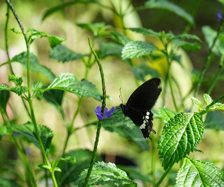 跳躍的宅男 - [花蓮旅遊景點推薦] 蝴蝶翩翩起舞超美麗 台灣最大蝴蝶生態館 花蓮免費景點 三大園區二個主題館 預約專人導覽 親子旅遊可安排在太魯閣一日遊 -亞泥生態園區