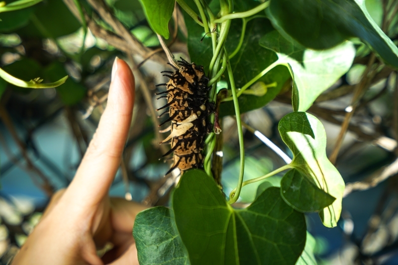 跳躍的宅男 - [花蓮旅遊景點推薦] 蝴蝶翩翩起舞超美麗 台灣最大蝴蝶生態館 花蓮免費景點 三大園區二個主題館 預約專人導覽 親子旅遊可安排在太魯閣一日遊 -亞泥生態園區
