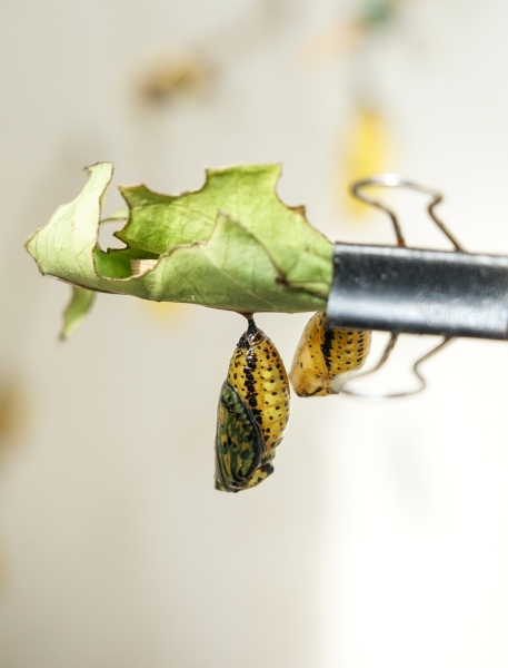跳躍的宅男 - [花蓮旅遊景點推薦] 蝴蝶翩翩起舞超美麗 台灣最大蝴蝶生態館 花蓮免費景點 三大園區二個主題館 預約專人導覽 親子旅遊可安排在太魯閣一日遊 -亞泥生態園區