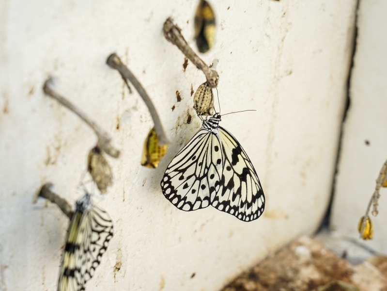 跳躍的宅男 - [花蓮旅遊景點推薦] 蝴蝶翩翩起舞超美麗 台灣最大蝴蝶生態館 花蓮免費景點 三大園區二個主題館 預約專人導覽 親子旅遊可安排在太魯閣一日遊 -亞泥生態園區