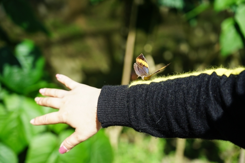 跳躍的宅男 - [花蓮旅遊景點推薦] 蝴蝶翩翩起舞超美麗 台灣最大蝴蝶生態館 花蓮免費景點 三大園區二個主題館 預約專人導覽 親子旅遊可安排在太魯閣一日遊 -亞泥生態園區
