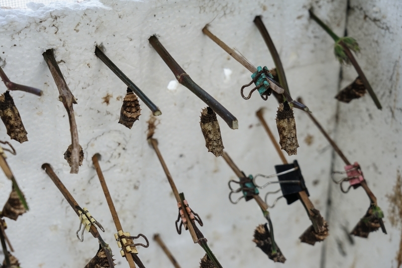 跳躍的宅男 - [花蓮旅遊景點推薦] 蝴蝶翩翩起舞超美麗 台灣最大蝴蝶生態館 花蓮免費景點 三大園區二個主題館 預約專人導覽 親子旅遊可安排在太魯閣一日遊 -亞泥生態園區