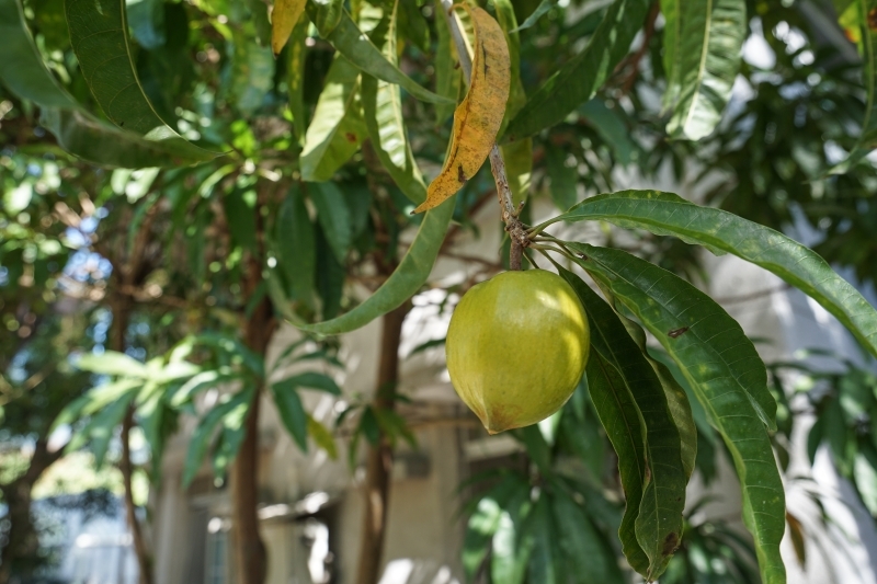 跳躍的宅男 - [花蓮旅遊景點推薦] 蝴蝶翩翩起舞超美麗 台灣最大蝴蝶生態館 花蓮免費景點 三大園區二個主題館 預約專人導覽 親子旅遊可安排在太魯閣一日遊 -亞泥生態園區