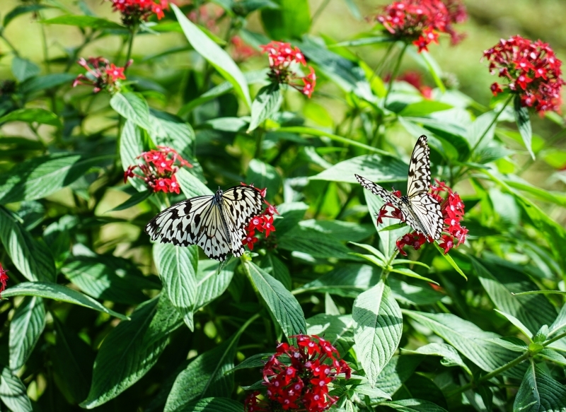 跳躍的宅男 - [花蓮旅遊景點推薦] 蝴蝶翩翩起舞超美麗 台灣最大蝴蝶生態館 花蓮免費景點 三大園區二個主題館 預約專人導覽 親子旅遊可安排在太魯閣一日遊 -亞泥生態園區