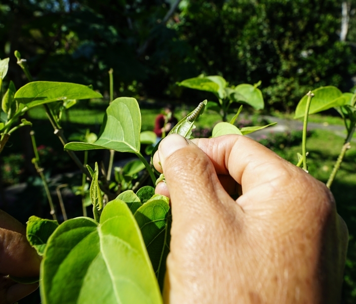 跳躍的宅男 - [花蓮旅遊景點推薦] 蝴蝶翩翩起舞超美麗 台灣最大蝴蝶生態館 花蓮免費景點 三大園區二個主題館 預約專人導覽 親子旅遊可安排在太魯閣一日遊 -亞泥生態園區