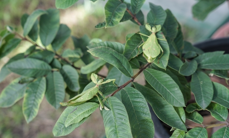 跳躍的宅男 - [花蓮旅遊景點推薦] 蝴蝶翩翩起舞超美麗 台灣最大蝴蝶生態館 花蓮免費景點 三大園區二個主題館 預約專人導覽 親子旅遊可安排在太魯閣一日遊 -亞泥生態園區