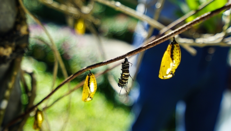 跳躍的宅男 - [花蓮旅遊景點推薦] 蝴蝶翩翩起舞超美麗 台灣最大蝴蝶生態館 花蓮免費景點 三大園區二個主題館 預約專人導覽 親子旅遊可安排在太魯閣一日遊 -亞泥生態園區