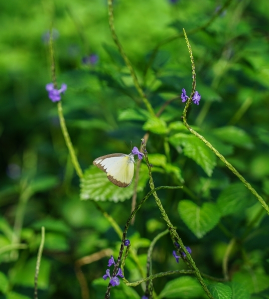 跳躍的宅男 - [花蓮旅遊景點推薦] 蝴蝶翩翩起舞超美麗 台灣最大蝴蝶生態館 花蓮免費景點 三大園區二個主題館 預約專人導覽 親子旅遊可安排在太魯閣一日遊 -亞泥生態園區