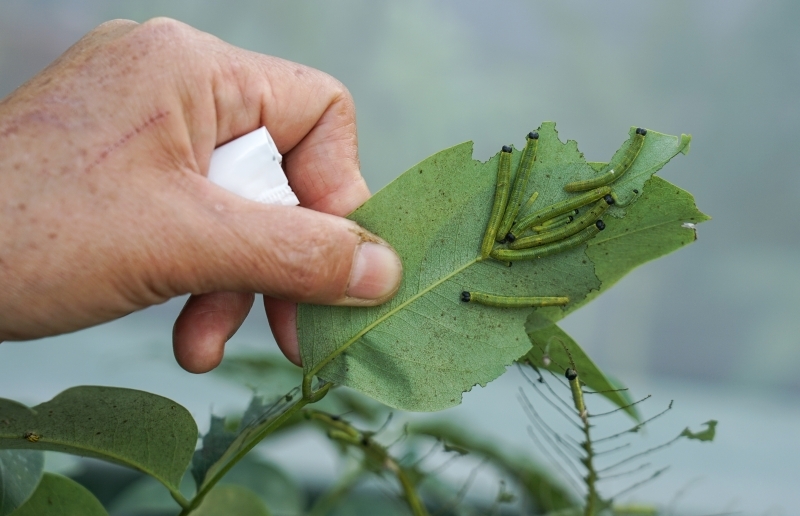 跳躍的宅男 - [花蓮旅遊景點推薦] 蝴蝶翩翩起舞超美麗 台灣最大蝴蝶生態館 花蓮免費景點 三大園區二個主題館 預約專人導覽 親子旅遊可安排在太魯閣一日遊 -亞泥生態園區