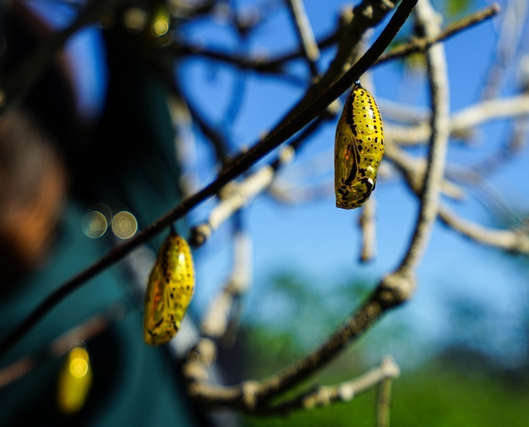 跳躍的宅男 - [花蓮旅遊景點推薦] 蝴蝶翩翩起舞超美麗 台灣最大蝴蝶生態館 花蓮免費景點 三大園區二個主題館 預約專人導覽 親子旅遊可安排在太魯閣一日遊 -亞泥生態園區