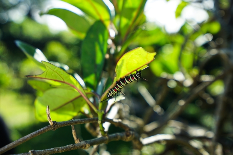 跳躍的宅男 - [花蓮旅遊景點推薦] 蝴蝶翩翩起舞超美麗 台灣最大蝴蝶生態館 花蓮免費景點 三大園區二個主題館 預約專人導覽 親子旅遊可安排在太魯閣一日遊 -亞泥生態園區