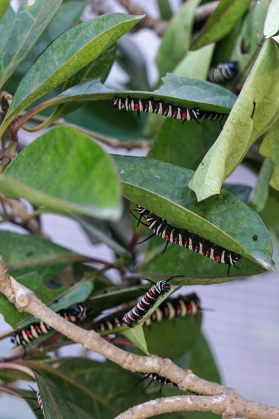 跳躍的宅男 - [花蓮旅遊景點推薦] 蝴蝶翩翩起舞超美麗 台灣最大蝴蝶生態館 花蓮免費景點 三大園區二個主題館 預約專人導覽 親子旅遊可安排在太魯閣一日遊 -亞泥生態園區
