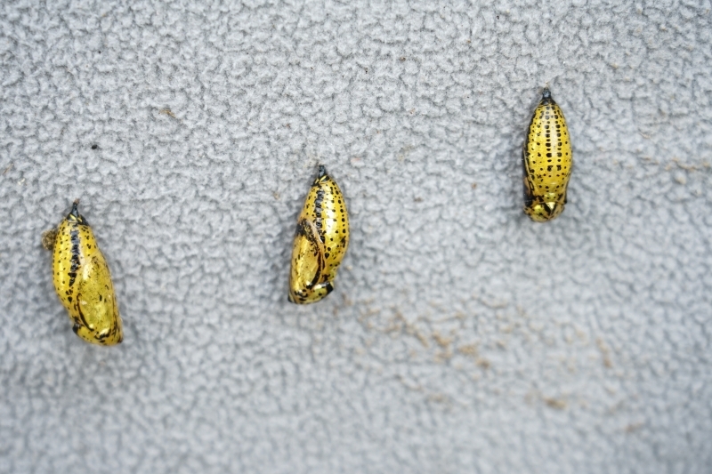 跳躍的宅男 - [花蓮旅遊景點推薦] 蝴蝶翩翩起舞超美麗 台灣最大蝴蝶生態館 花蓮免費景點 三大園區二個主題館 預約專人導覽 親子旅遊可安排在太魯閣一日遊 -亞泥生態園區
