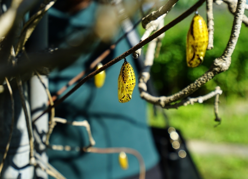 跳躍的宅男 - [花蓮旅遊景點推薦] 蝴蝶翩翩起舞超美麗 台灣最大蝴蝶生態館 花蓮免費景點 三大園區二個主題館 預約專人導覽 親子旅遊可安排在太魯閣一日遊 -亞泥生態園區