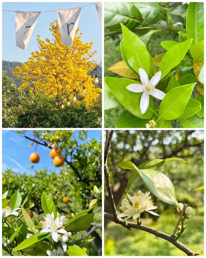 苗栗一日遊行程推薦！「橙香森林」一年四季都能讓你享受自然景觀與豐富手作體驗，各式伴手禮也不能錯過！強力推薦橘子韓國麵包、橘子起司棒、橘子酥！ - 阿華田的美食日記