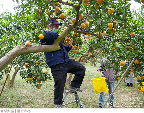 橙香森林-62.jpg