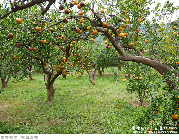 橙香森林-13.jpg