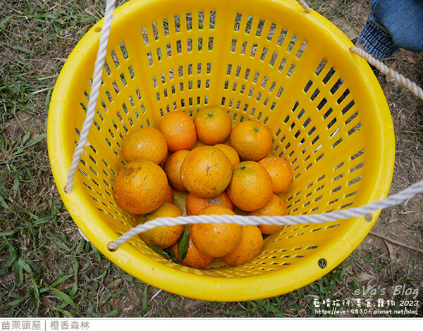 橙香森林-63.jpg