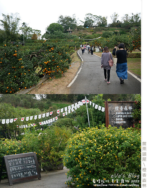 橙香森林-18.jpg