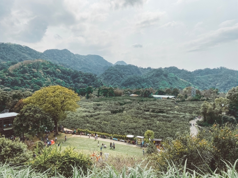 苗栗景點 | 苗栗頭屋期間限定！台版濟洲島的橘子園 - 橙香森林 - Momoco。毛毛摳