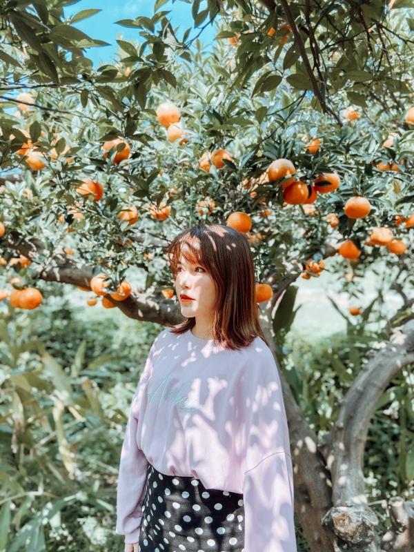 苗栗景點 | 苗栗頭屋期間限定！台版濟洲島的橘子園 - 橙香森林 - Momoco。毛毛摳