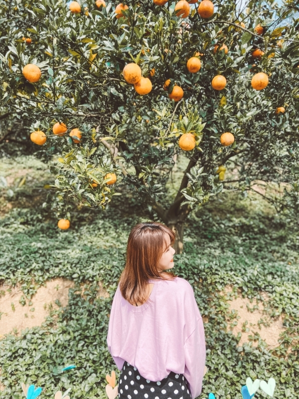 苗栗景點 | 苗栗頭屋期間限定！台版濟洲島的橘子園 - 橙香森林 - Momoco。毛毛摳