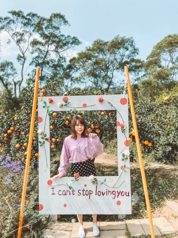 苗栗景點 | 苗栗頭屋期間限定！台版濟洲島的橘子園 - 橙香森林 - Momoco。毛毛摳