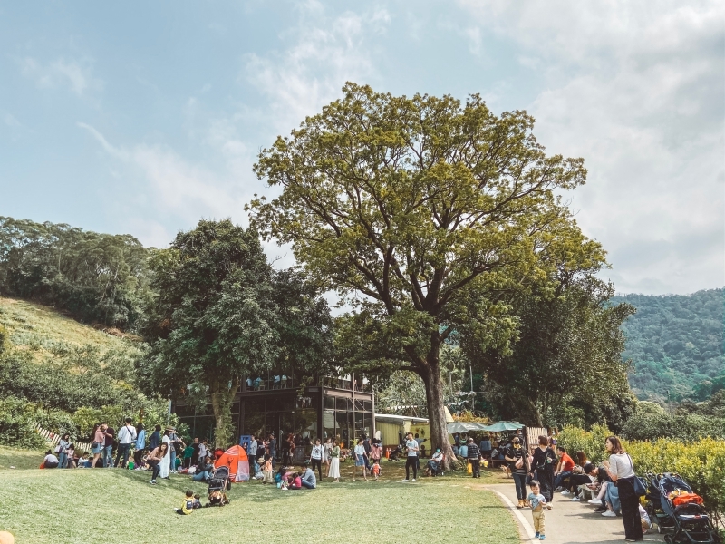 苗栗景點 | 苗栗頭屋期間限定！台版濟洲島的橘子園 - 橙香森林 - Momoco。毛毛摳