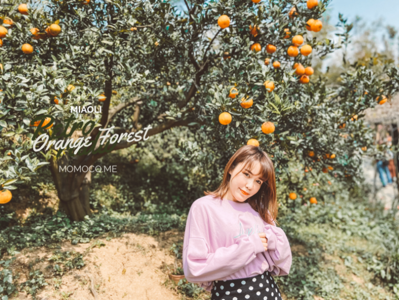 橙香森林
