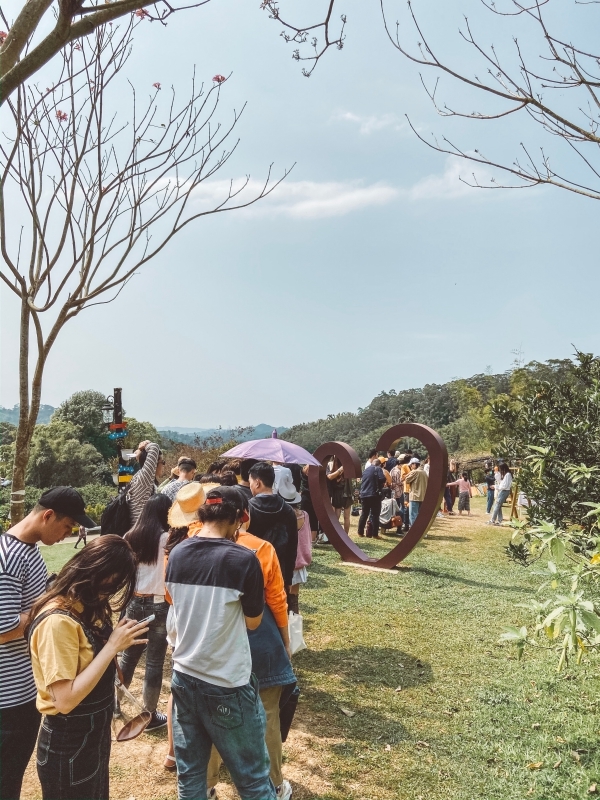 苗栗景點 | 苗栗頭屋期間限定！台版濟洲島的橘子園 - 橙香森林 - Momoco。毛毛摳