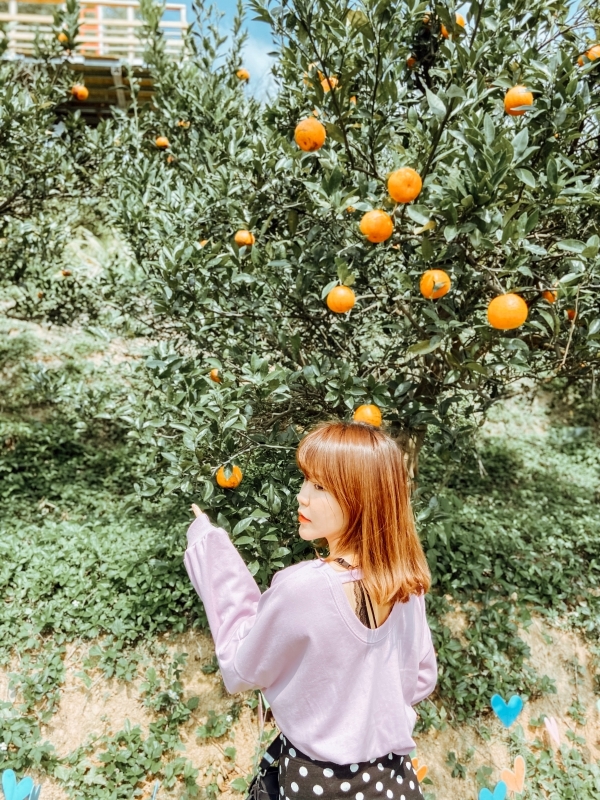 苗栗景點 | 苗栗頭屋期間限定！台版濟洲島的橘子園 - 橙香森林 - Momoco。毛毛摳