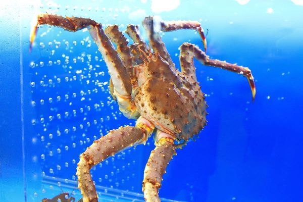 【新竹美食】Umi火鍋水產直賣所-活體龍蝦、鮑魚、貝類海鮮，新鮮海產美味讓你吃的到