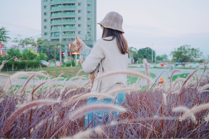 康橋河濱 紫色狼尾草