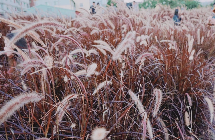 康橋河濱 紫色狼尾草