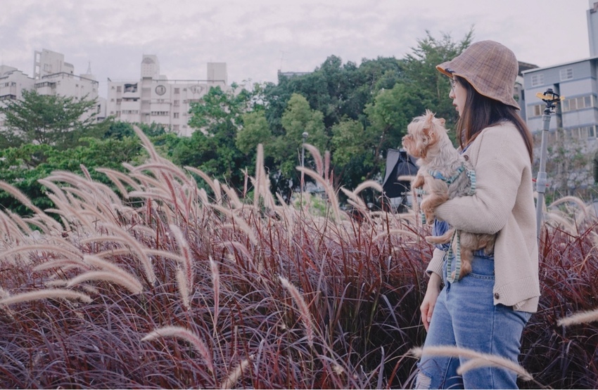 康橋河濱 紫色狼尾草