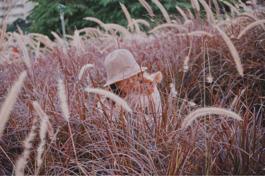 康橋河濱 紫色狼尾草