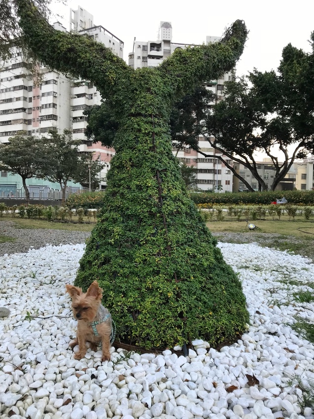 康橋河濱 紫色狼尾草