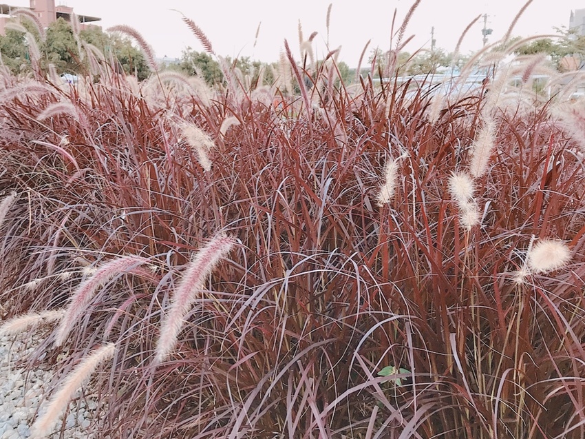 康橋河濱 紫色狼尾草