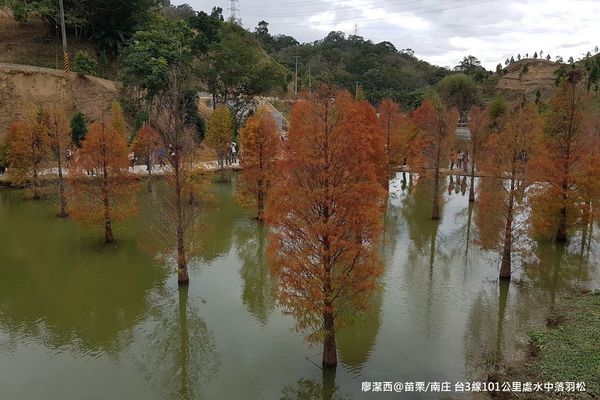 【苗栗/南庄】蘇維拉莊園餐廳附屬落羽松景點